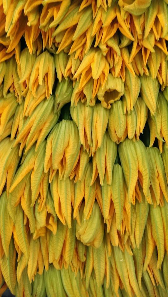 Beautiful Courgette en Fleur