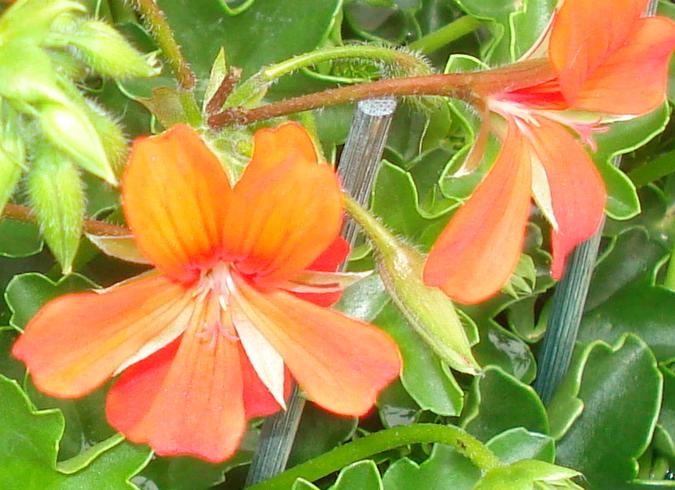 Geranium Flower