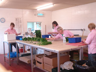 The Girls Bunching Herbs for Deliveries