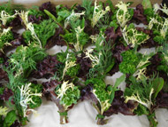 Salad Bouquets tied with chive