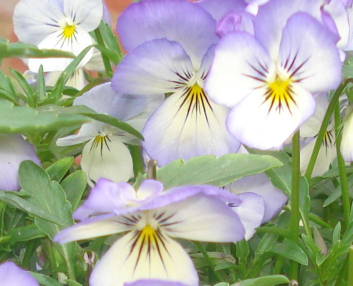 Edible Flowers a beautiful addition to any dish 